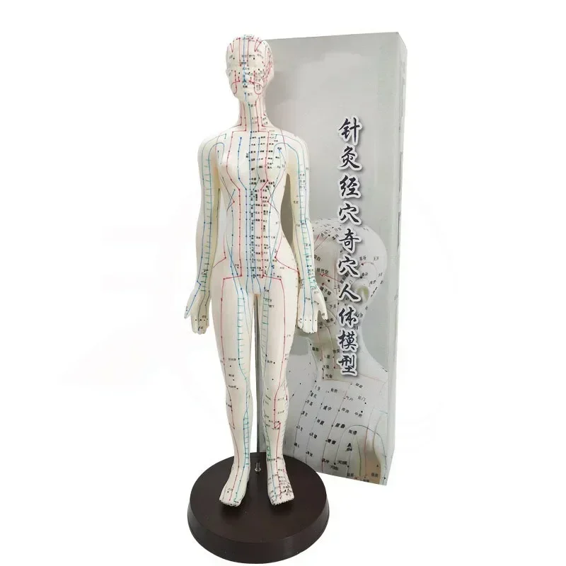 PVC Human Acupuncture Point Model (50cm, Male/Female) – Includes Chinese Point Labels and Base