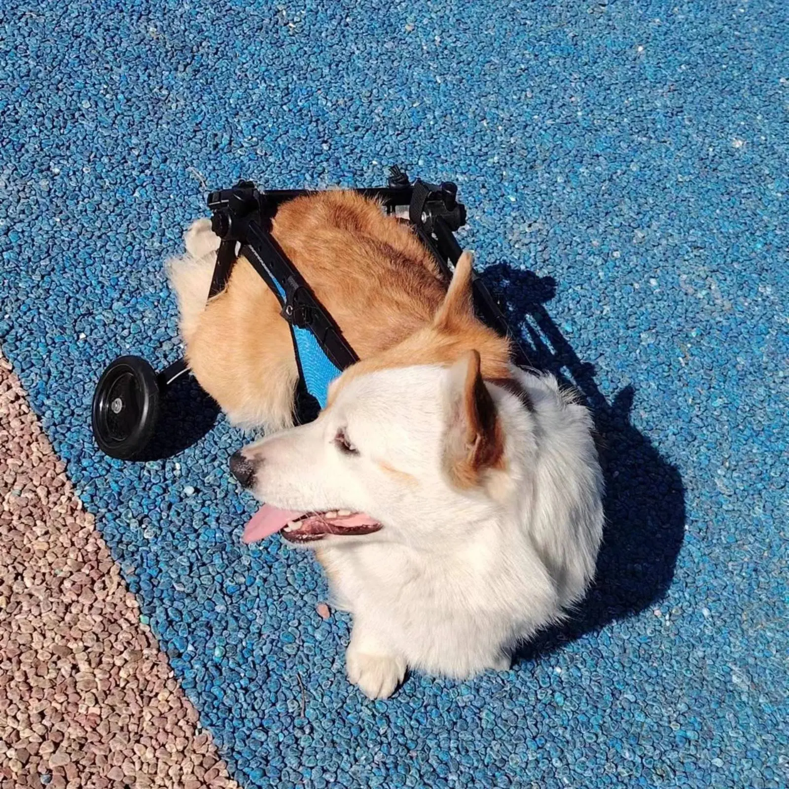 

Hind Leg Dog Lightweight Design Adjustable Dog for Elderly Dogs