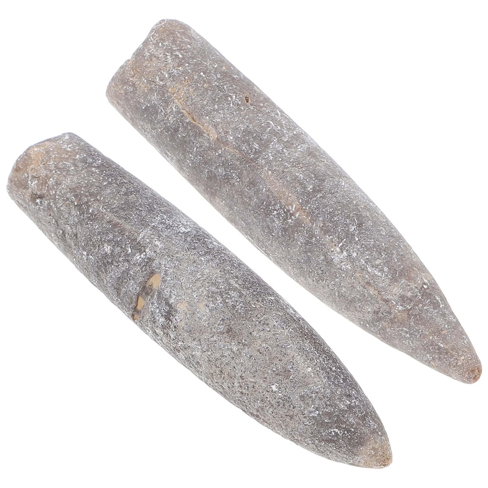 2 Pcs Specimen Educational Epifaunal Adornment Natural Belemnite Household Home Decor Ore Hotel Teaching Accessory