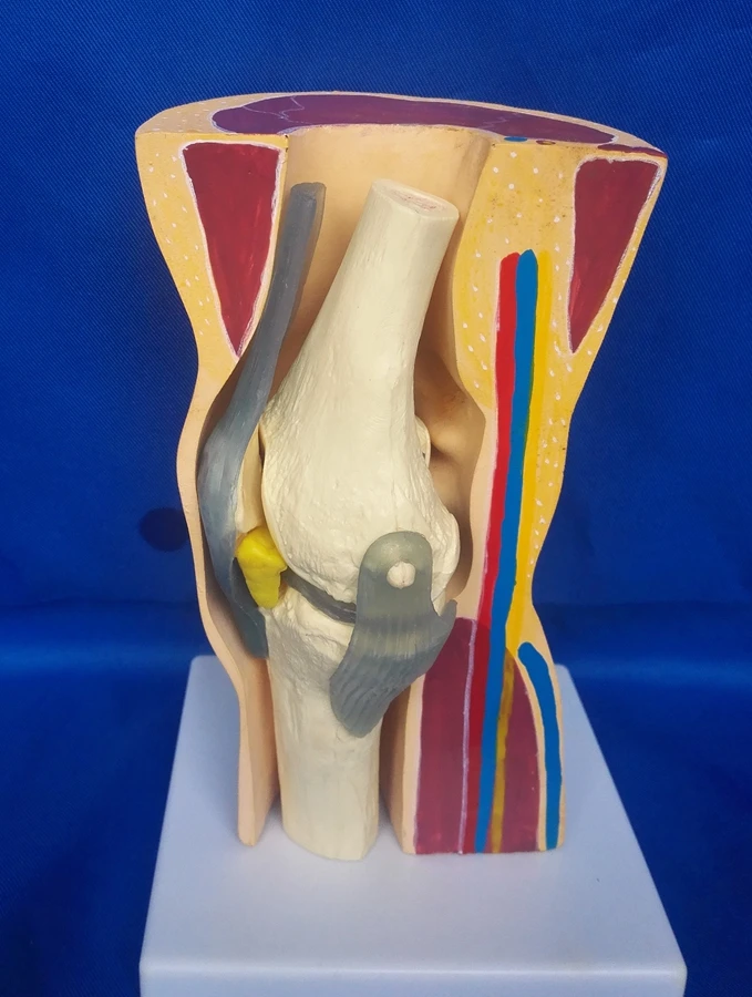 

Human knee joint model Skin skeleton skeleton model Medical teaching Mannequin