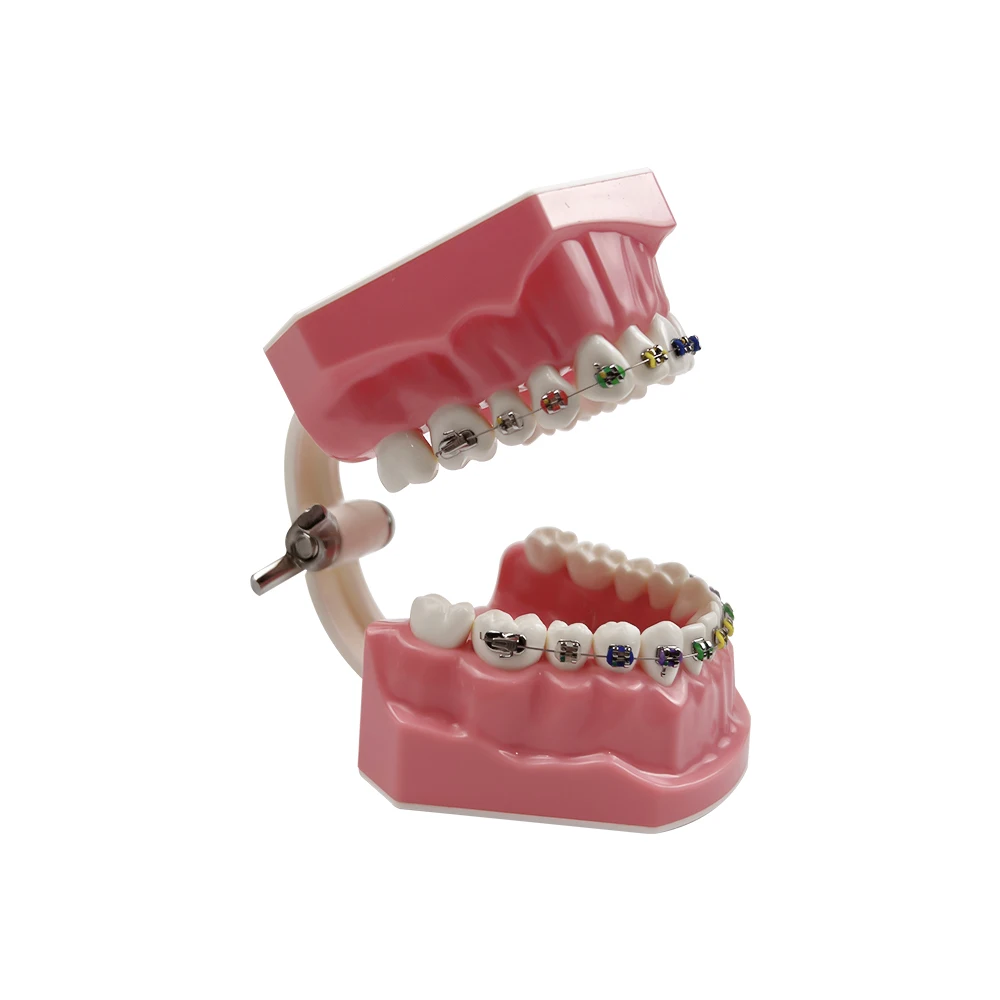 Modelo de ortodoncia Dental de tamaño estándar 1:1 con soporte, arco de alambre, Ligadura, corbata, Typodont, demostración para dentista,