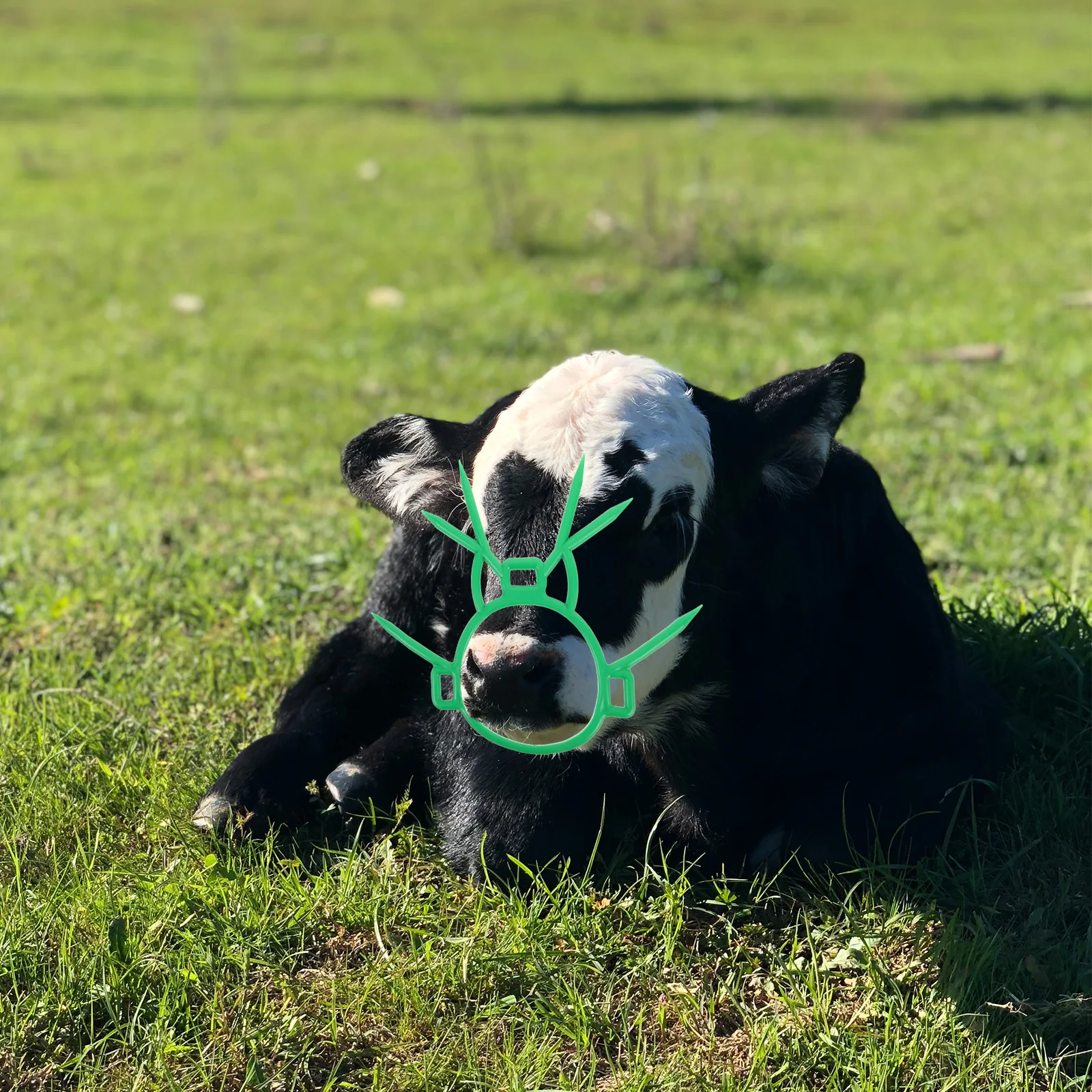 

1Pcs Calf Weaning Nose Ring Tool Plastic Cow Nose Thorn Calf Weaner Farm Equipment For Livestock Rearing Prevent Milk Sucking