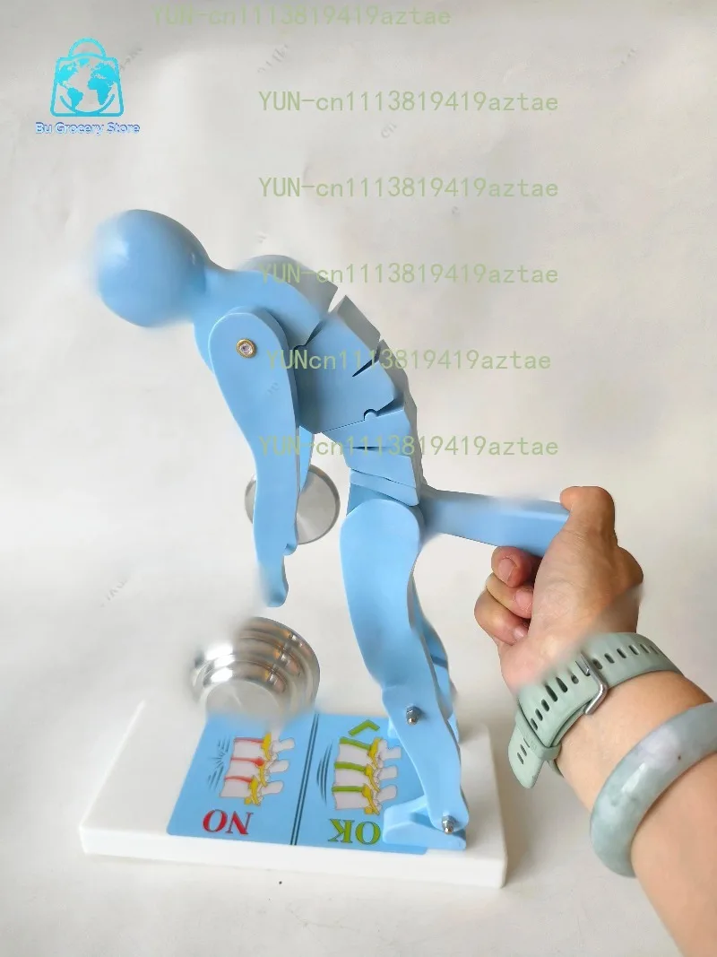 Blue Human Spine Force Demonstration Model Fitness Posture Correction Lumbar Protection Teaching Display Model