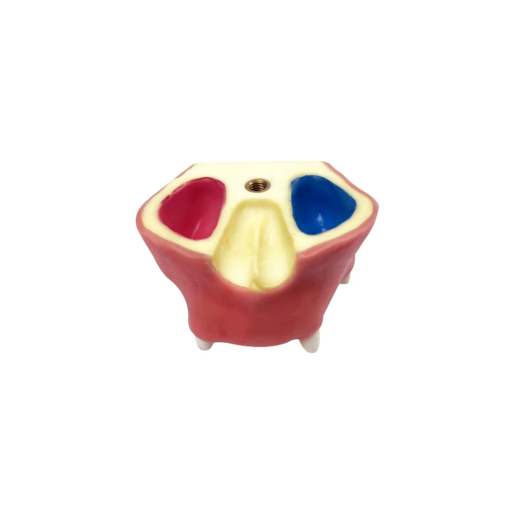 

Dental implant model maxillary sinus implant model dental student tooth learning and teaching oral medicine communication tool