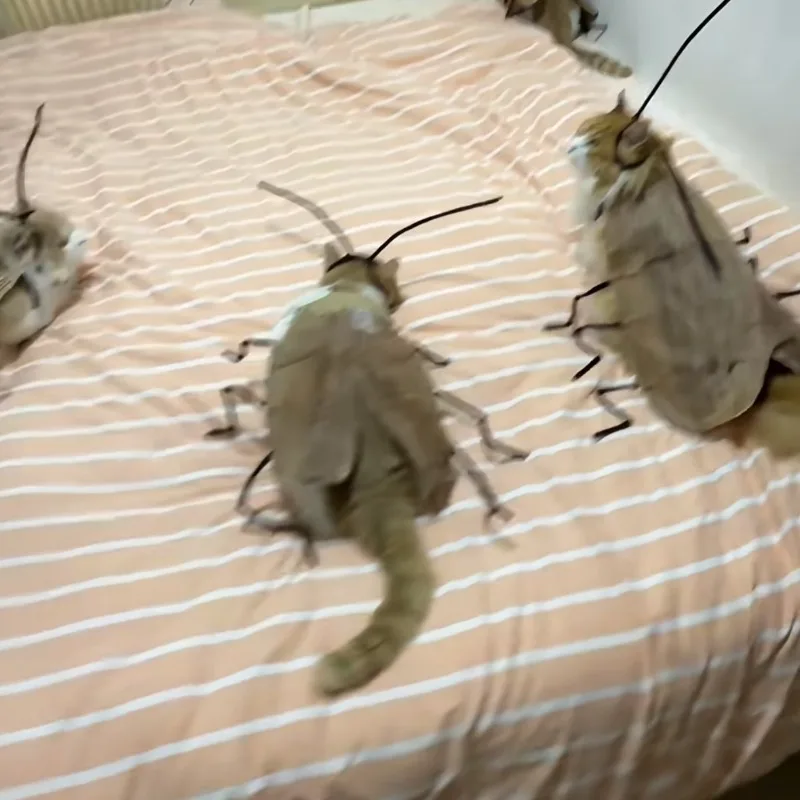 Innocent Cockroach Hot Funny Same Striped Clothes DIY Handmade Clothes Internet Celebrity Cat Cockroach Clothes