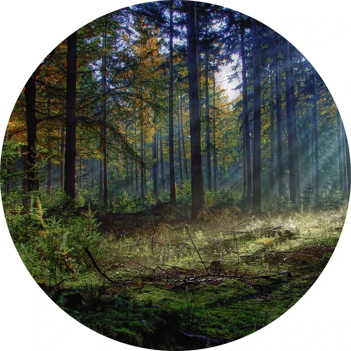 ~o~forest-tree-landscape-round-rug-–-soft-non-slip-indoor-carpet-for-living-room-bedroom-dorm-kitchen