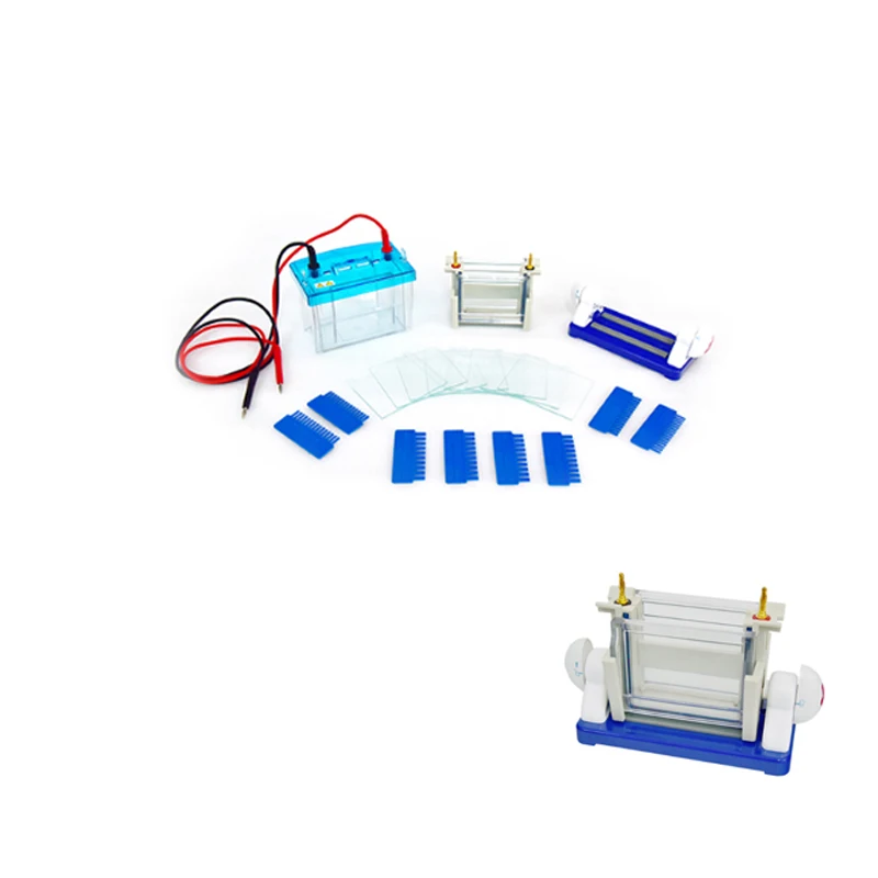 Vertical Electrophoresis Cell Apparatus Modular Dual Vertical Electrophoresis DYCZ-24DH For SDS PAGE Protein Electrophoresis