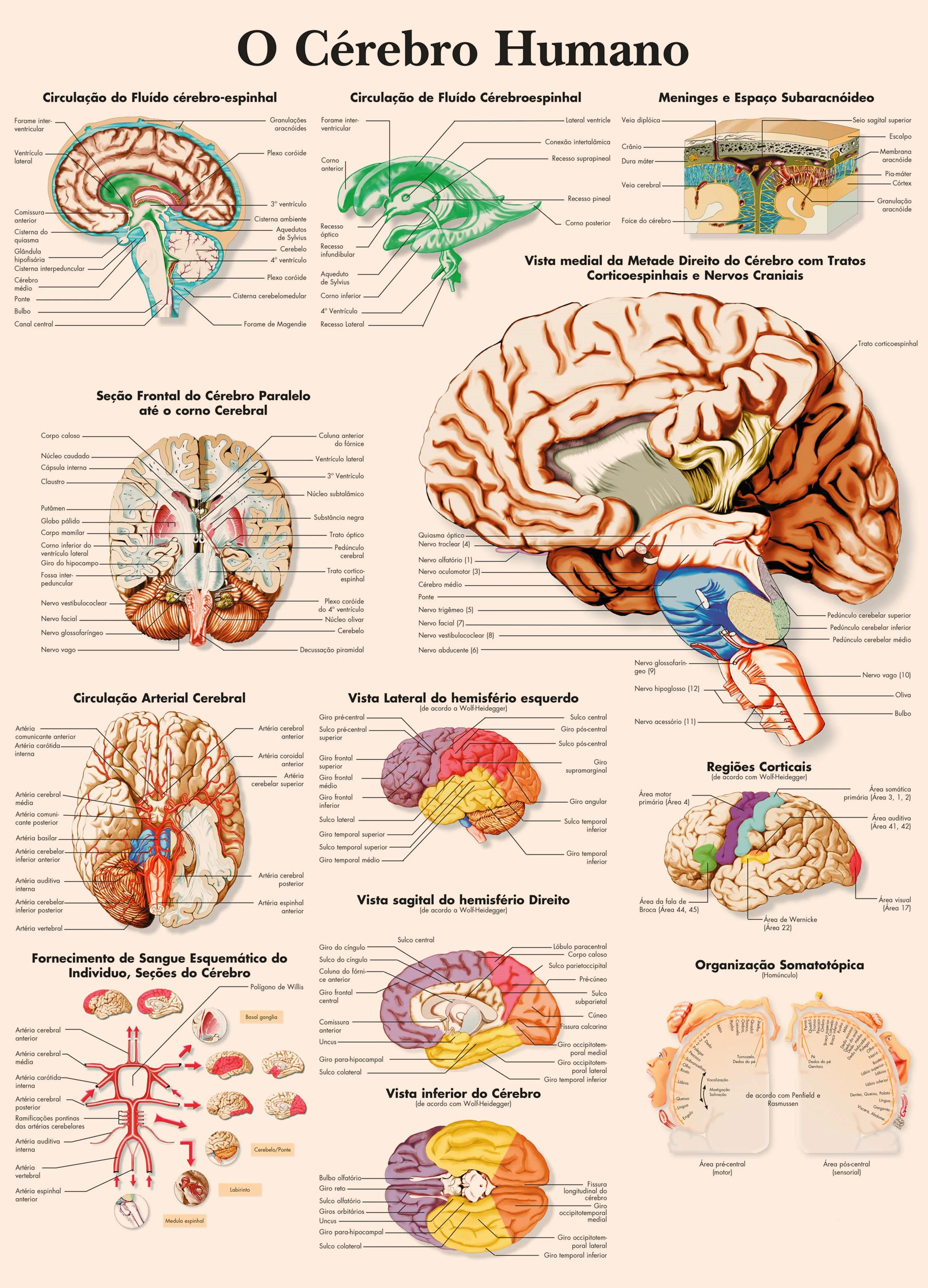Human Musculature, Brain, Knee Joinrt, Foot Joints, Hand Wrist, Skull Posters Prints (Portuguese) Human Anatomy Wall Art Sticker view 4