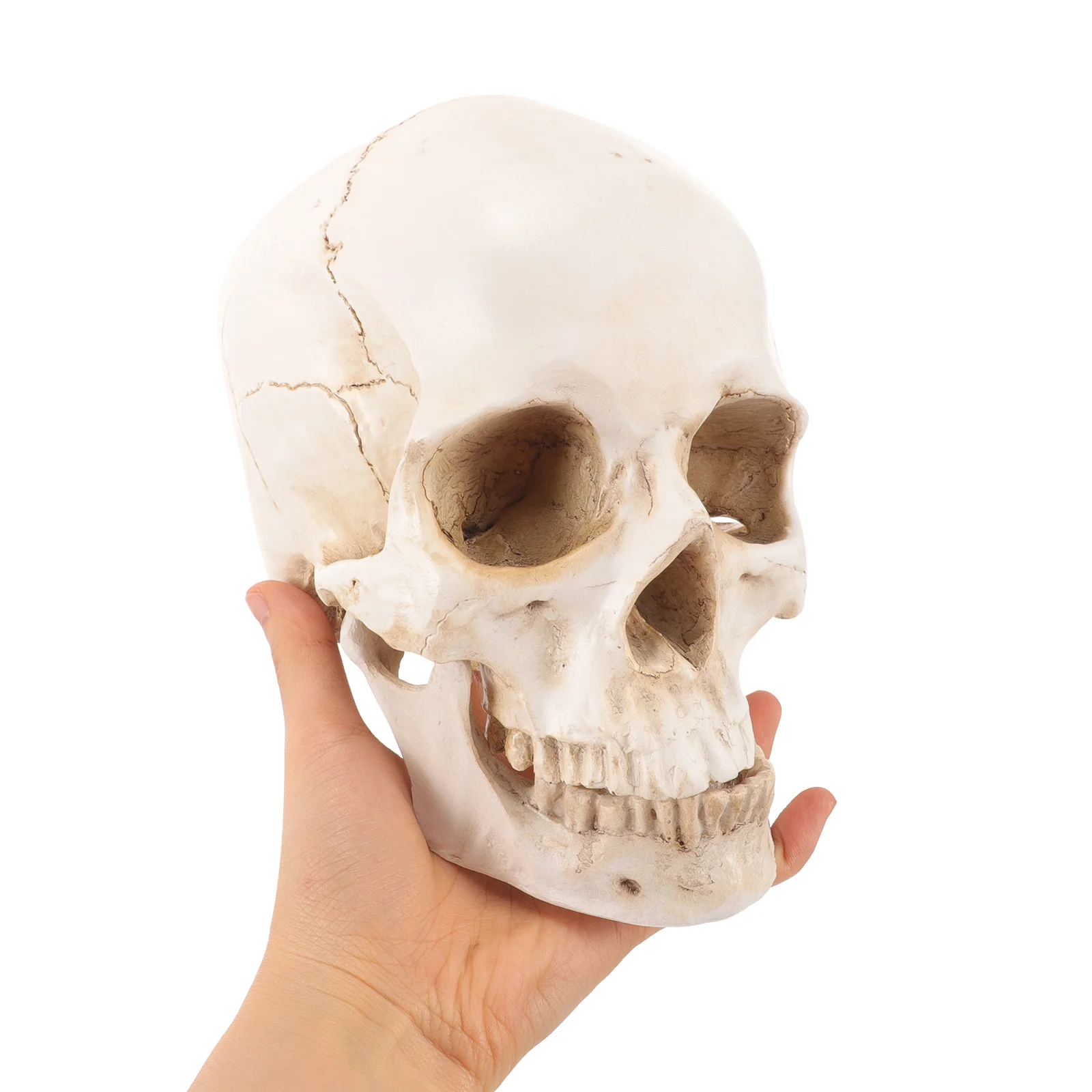 Resin Skull Anatomical Adult Head Bone Realistic Human Model for Learning Anatomy Statue