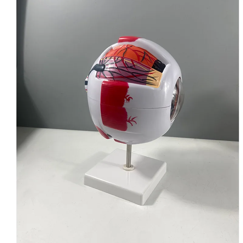眼球モデル解剖学的目モデル医療学習および教育器具医療科学教育リソースまぶた 6 回