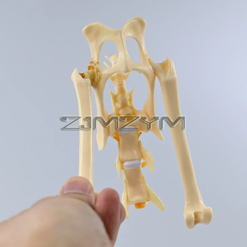 1:1 Cat Hip Joint Model Cat Skeleton Bone Animal Veterinary Teaching Teaching Instrument