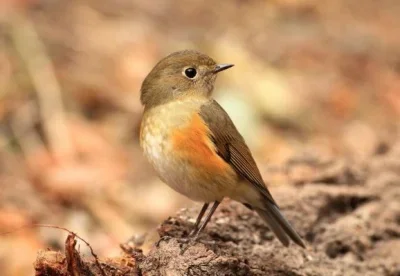 

4pcs 1.9 Inch Offset -8mm Beadlock RC Wheel Rim Set Wheel Hub for 1:10 Car Crawler Axial SCX10 II 90046 SCX10 III AXI03007 TRX4