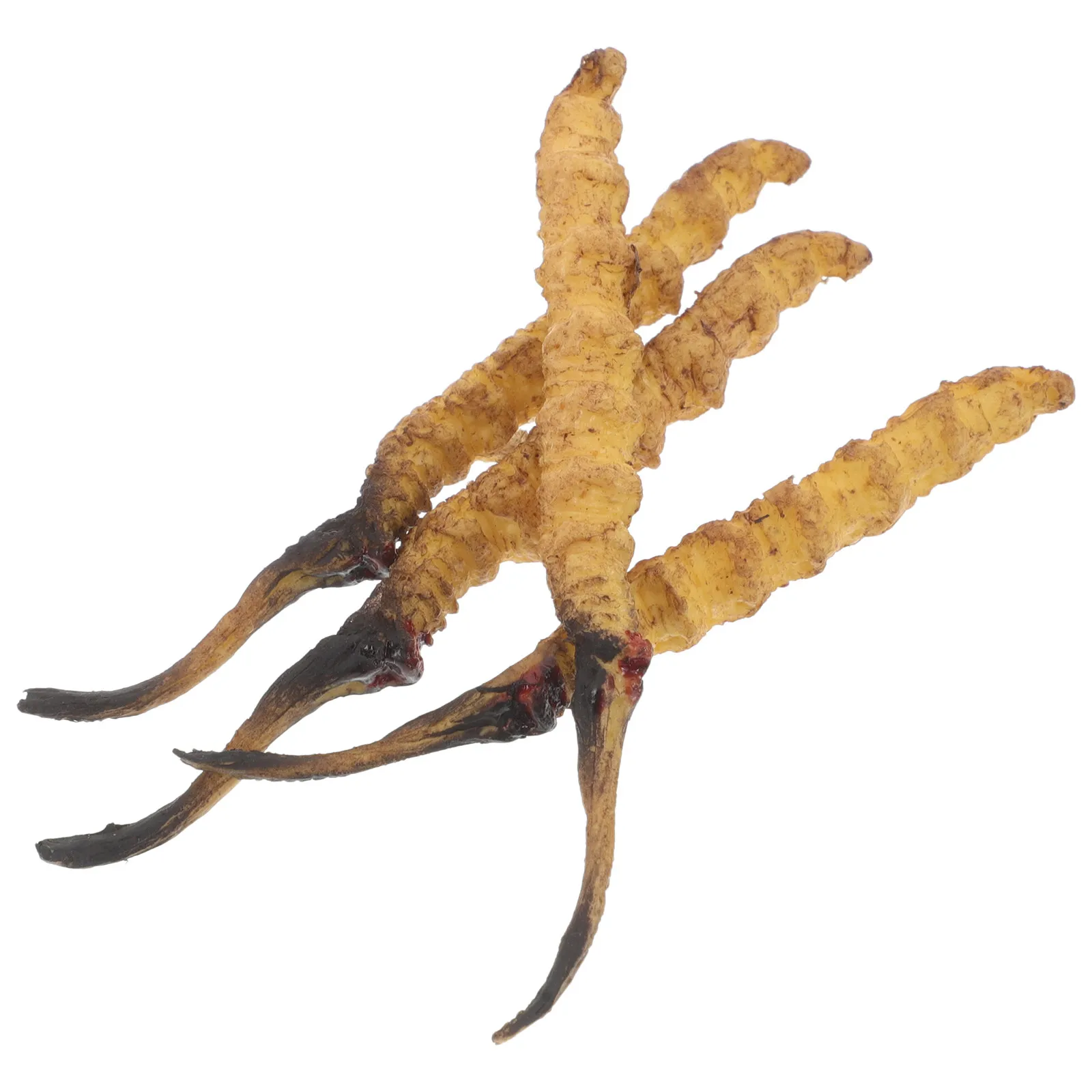 

4Pcs Cordyceps Reproduction Models High Detail Traditional Medicine Store Display Pretend Doctor Equipment Chinese Medicine