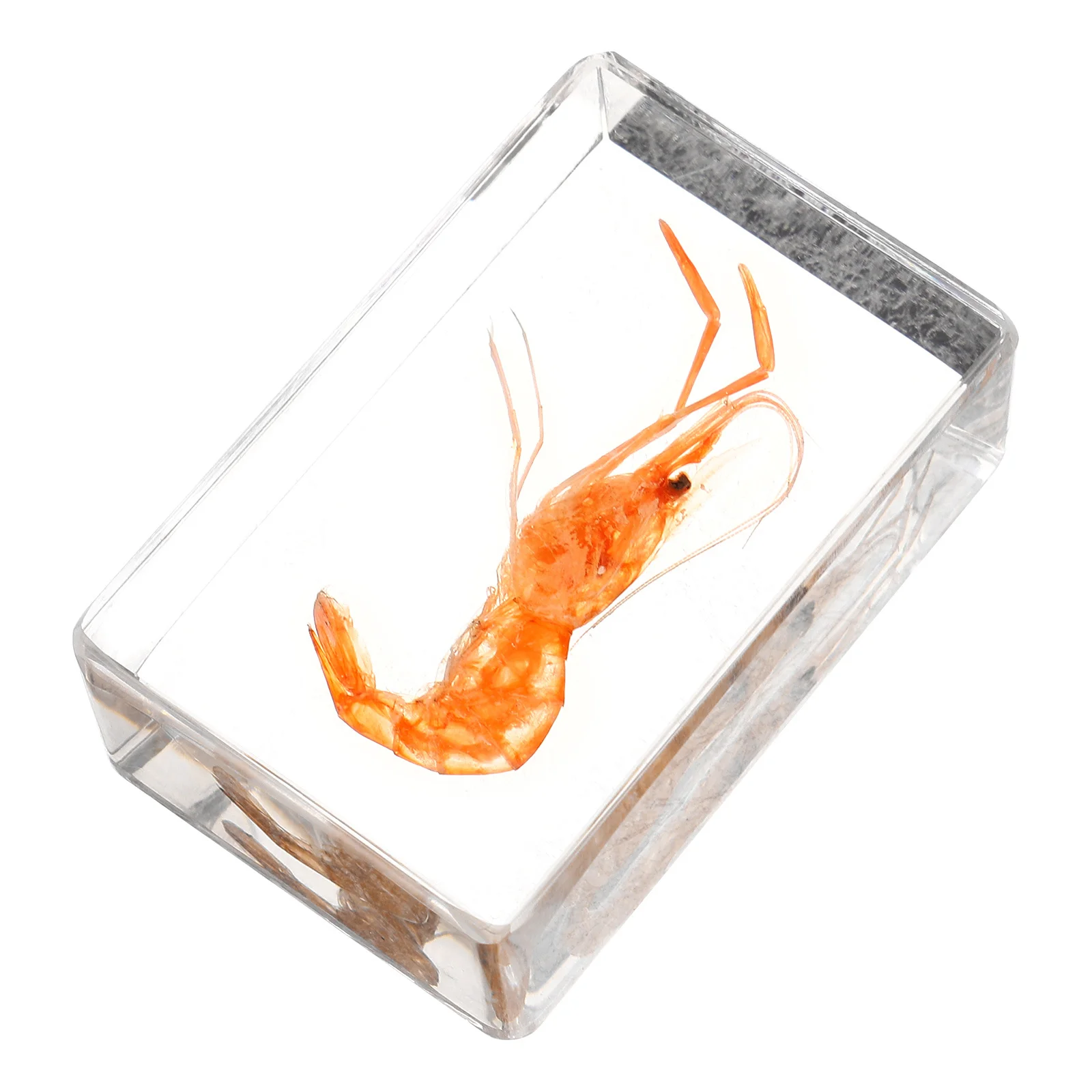 

River Shrimp Specimen Paperweight Resin Craft For Home Decor Collection Educational Teaching Tool Decorative Ornament