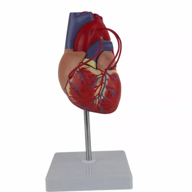 Human Cardiac Bypass Surgery Heart Anatomy Cardiovascular Medical Model