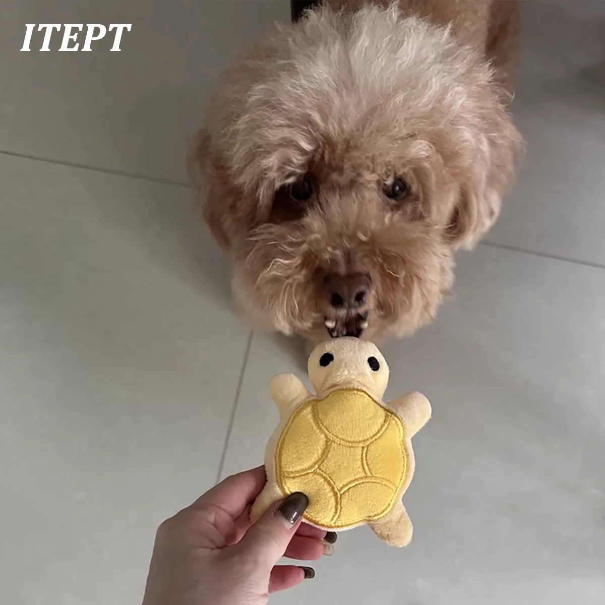 Mini Niedliches Schildkröten-Hundespielzeug, Quietschendes Hundespielzeug für Zahnentwicklung, Weich und Sicher, Gut für die Zahngesundheit, Geeignet für Welpen – Detail 4