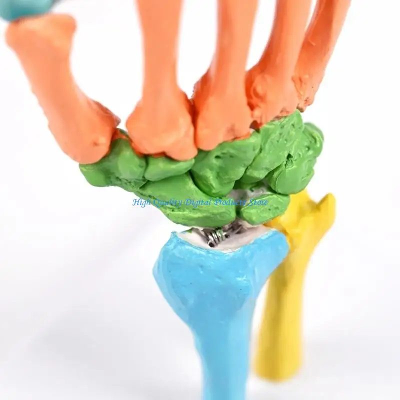 U2JE Colorful Human Hand Bone Skeleton Anatomy Model with Movable Parts For Teaching