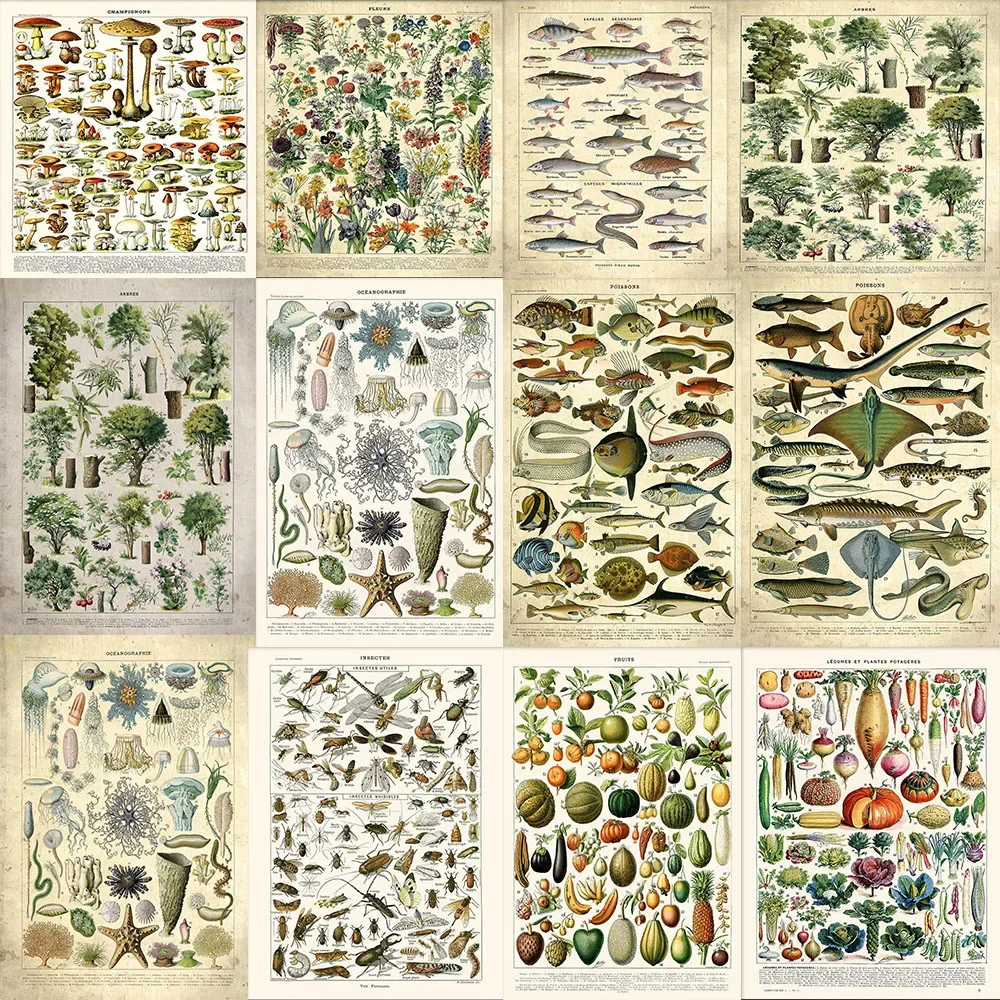 Vintage Vegetable Fruit Mushroom Plant Fish Insect Tree Poster Diamond Print Wall Art Picture Science Poster Kitchen Decoratio