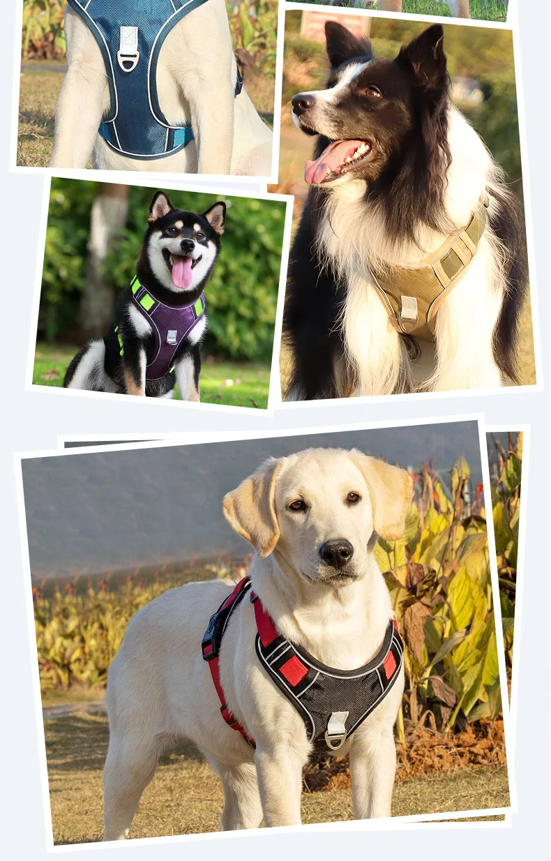 Bequemes Gehgeschirr für Hunde und Katzen mit ausziehbarer Blei, reflektierendem Nachtband, automatische Verriegelung und Schlepperkontrolle – Detail 2