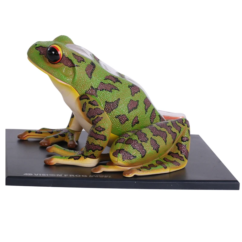 4D رؤية الضفدع نموذج تشريح 31 أجزاء أجهزة قابلة للفصل الهيكل العظمي علم الأحياء التعليم المعونة التعليمية