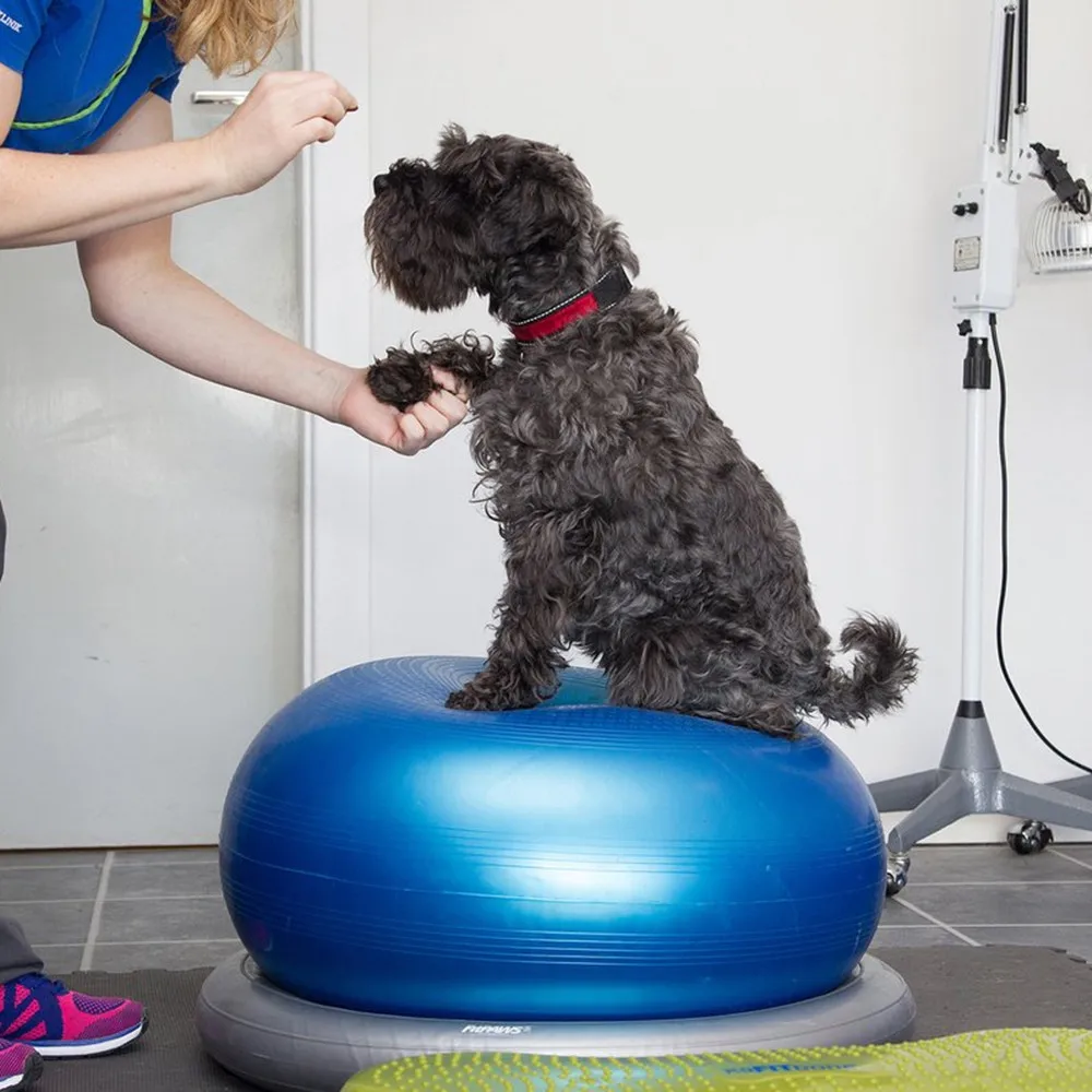 Imagem -03 - Cão Equipamentos de Agilidade Cão Especial Aptidão Donut Bola Reabilitação Treinamento Núcleo Muscular Atrofia Membro Traseiro Força