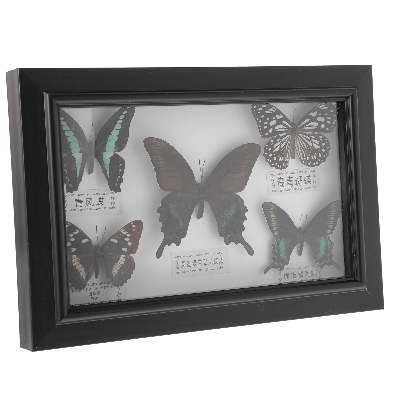 Specimen Craft Wall Decor Ornament Frame Wall Hanging Decor Framed Butterfly Wall Hanging Specimen butterfly specimen wall