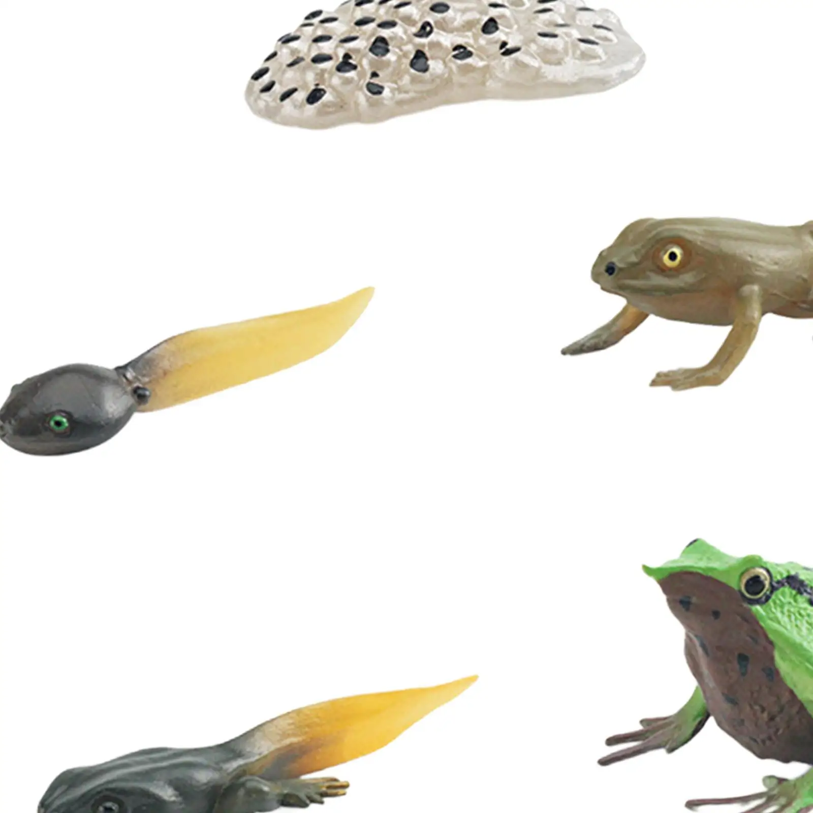 Life Cycle of Frog Toys Cognitive Teaching Materials Realistic for Age 3 to 6 Egg Tadpole to Frog Animal Growth Cycle Set