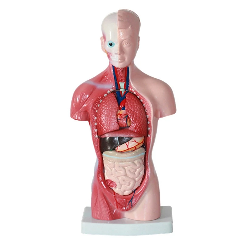 

Anatomy Anatomical Internal Organs Assembling Model PVC For Student Teaching Study