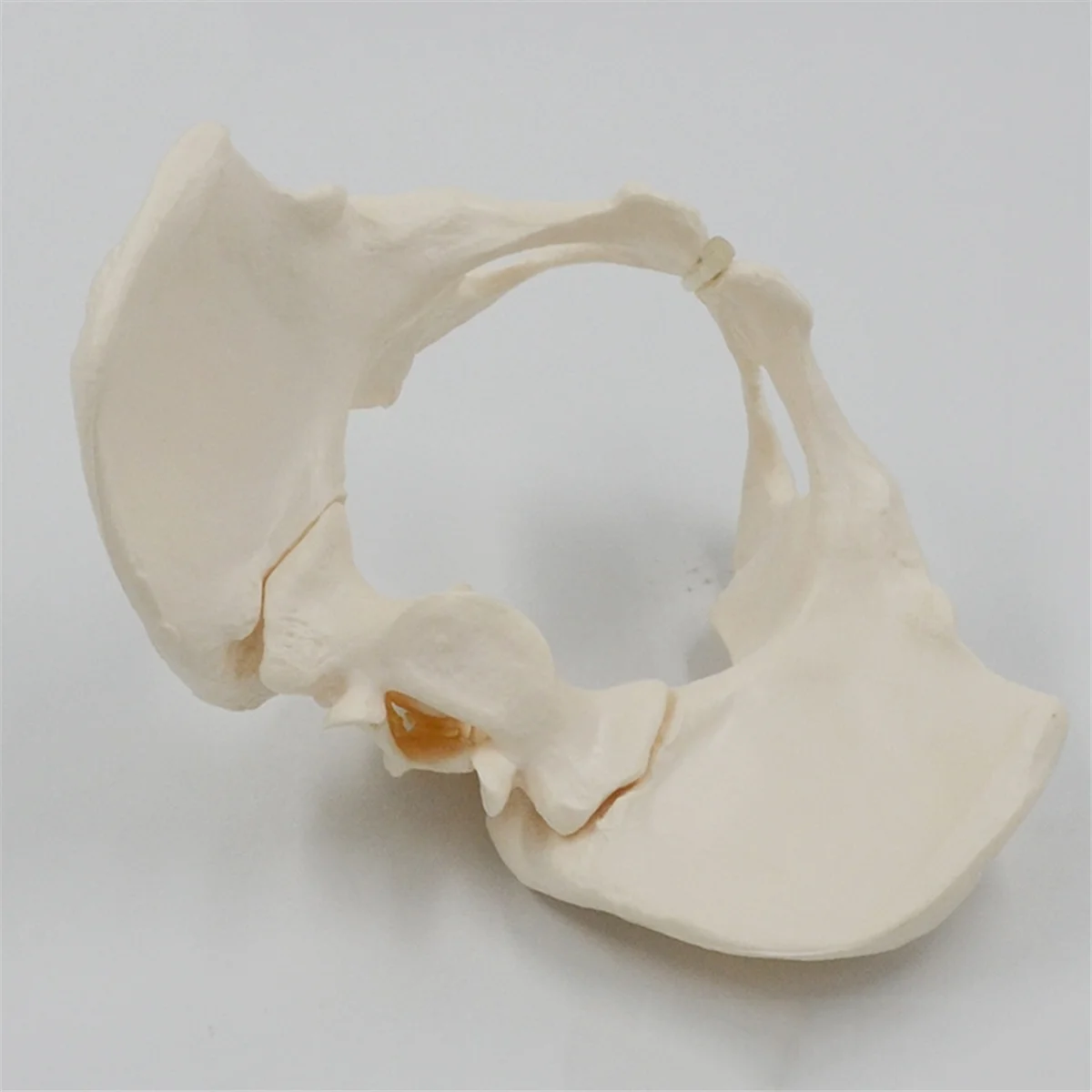 1:1 Female Pelvis Model,Life Size Female Pelvic Skeleton Model, Anatomy Model for Science Education