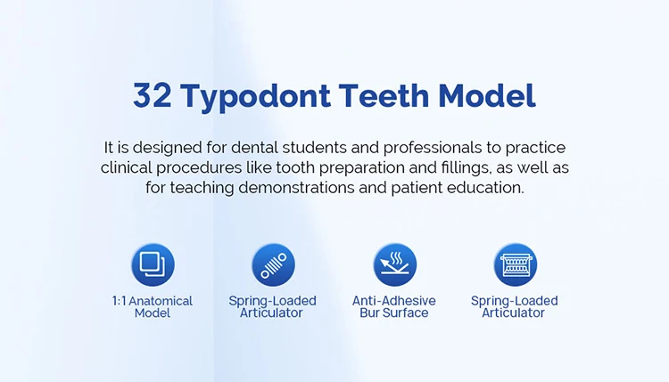 AZDENT Dental Standardzahnmodell 32-Zahn-Extraktionsmodell 1:1 Harzzähne Abnehmbares weiches Zahnfleisch Schraubendreher Zahnmedizinunterricht – Detail 1