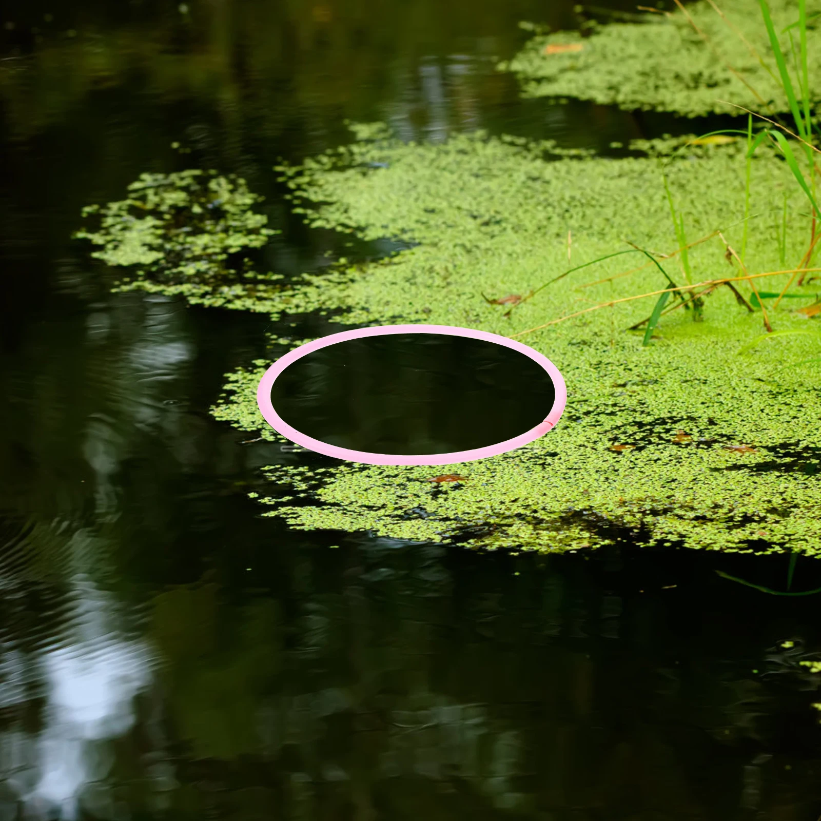 

6pcs Fish Plants Rings Floating Fish Feeder Aquarium Duckweed Isolation Feeder Ring Sturdy Plastic Decor Accessories
