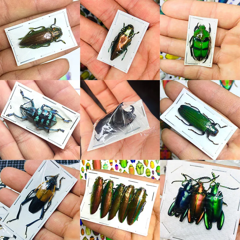 Insect Specimen of Real Beetle, Cognition, Animal, Optional Spade, Beetle, Teaching, Research, Education, Photography Props