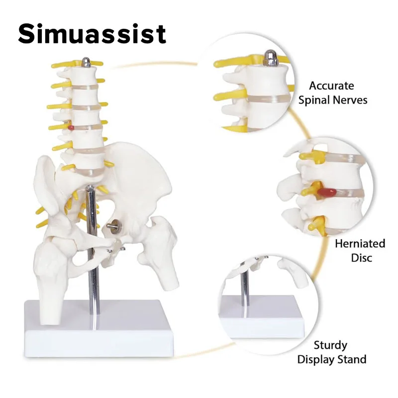 Équipement pelvien humain avec cinq vertèbres lombaires et colonne vertébrale fémur, modules de modèle de colonne vertébrale, mini anatomie