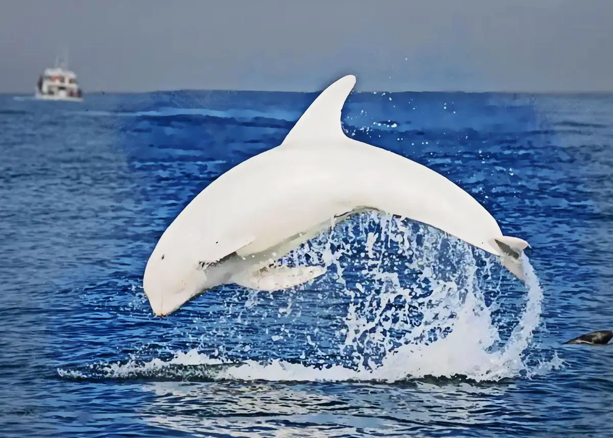 Leaping Dolphins Wall Pictures Canvas Painting Wall Art Natural Sea Life Posters and Prints -2026 NEW--