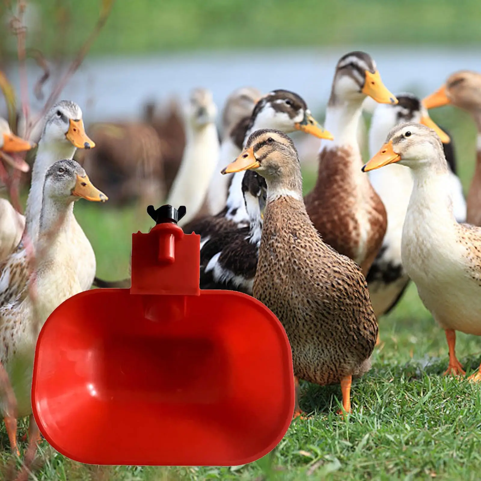 3/8inch Automatic Chicken Water Cup Waterer Bowl Poultry Drinking Bowl Auto Fill Feeder Drinker Bowl for Quail Geese Turkey Duck