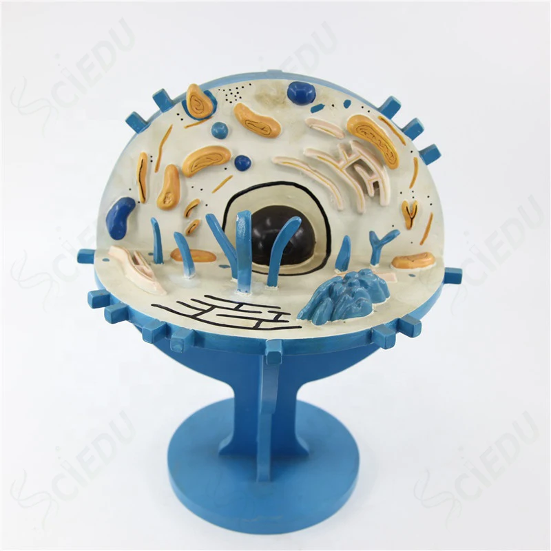 

Medical Advanced Animal Anatomy Cell Model School Anatomy Education Animal Cell Biology Model Teaching Resources