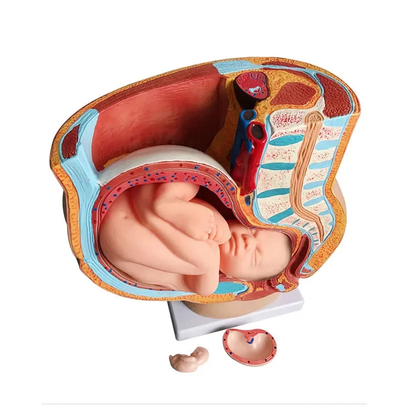 

Teaching Model Human Pregnancy Fetal Development 9Th Month Embryonic Pelvic Model Fetal Fetal Pregnancy Anatomy Placenta Pvc