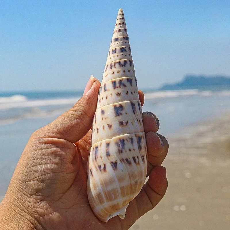 Bamboo Shoot Snail Fish Tank Landscaping Decoration Creative Home Decoration Ornament Collection Specimen Natural Conch Shell