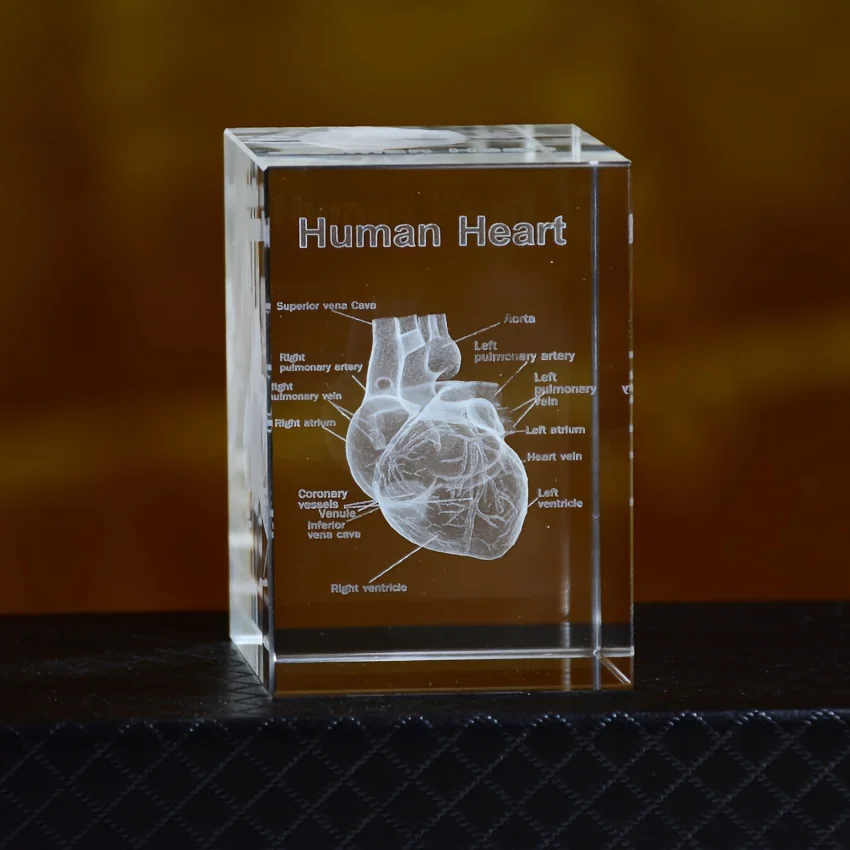 3D Crystal Human Heart Anatomy Model Laser Engraved Teaching Tool Scientific Gift for Doctors Crystal Heart Model