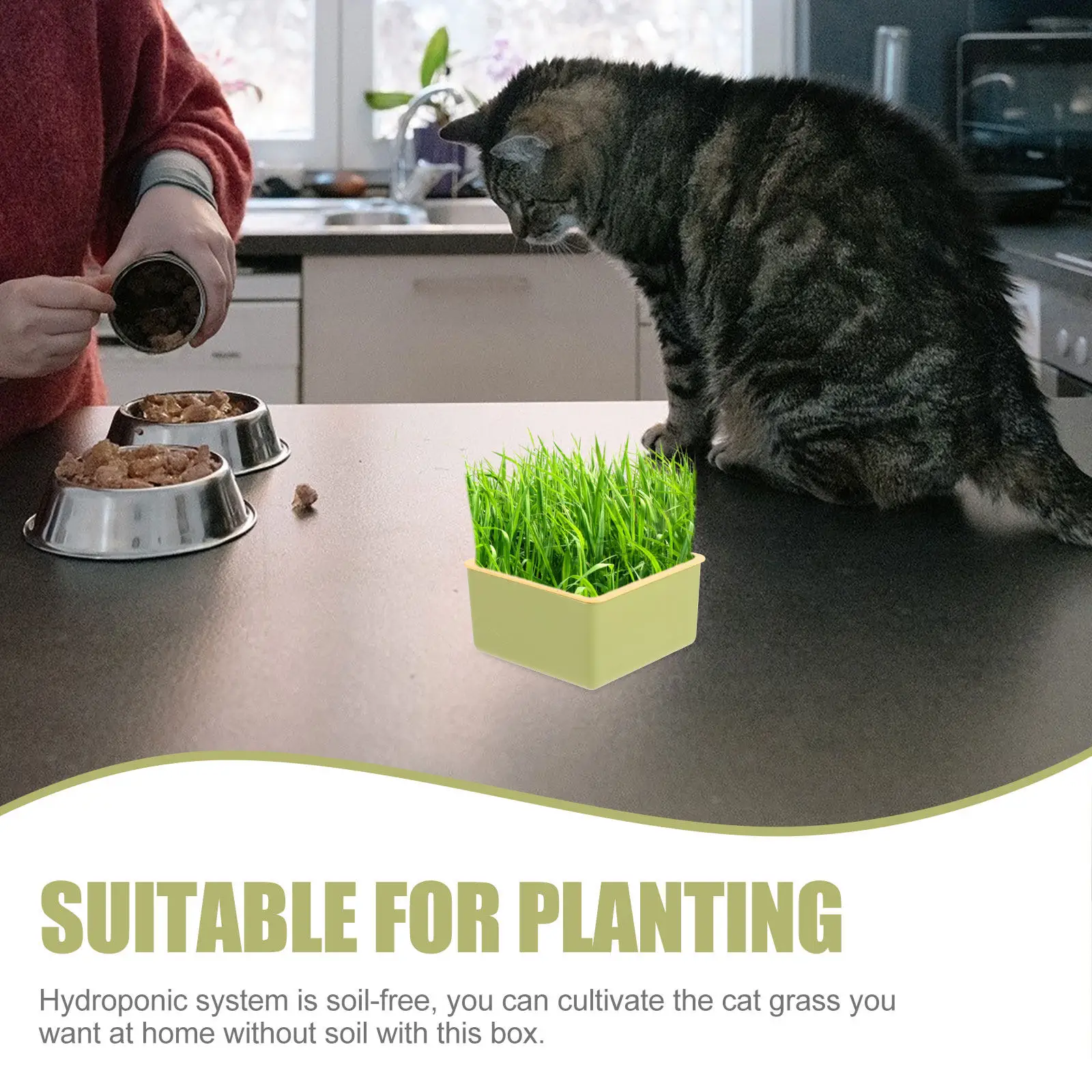 Cat Grass Box Soilless Hydroponic Planting System For Indoor Outdoor Growing Kit Lightweight Plastic Pet Planter Nursery