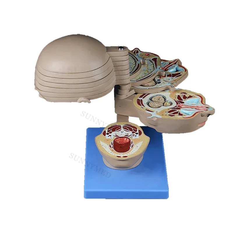 SY-N087 Horizontal section brain anatomical model  medical teaching model rotating style of brain anatomy
