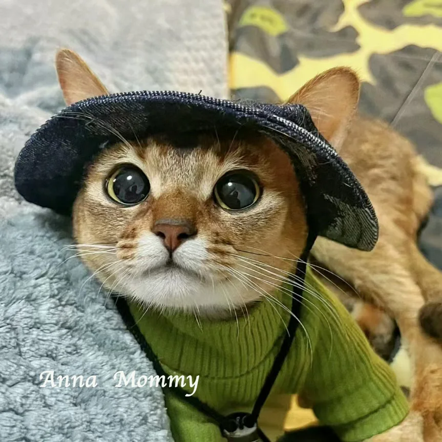 Casual Cat Hat Round Cat Cap with Ear Holes forPet Grooming Dress Up Hat Summer Cat Canvas Sun Cap Bonnet Visor for Sphynx Cats