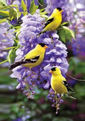 GoldFinch in Wisteria Large Flag 28