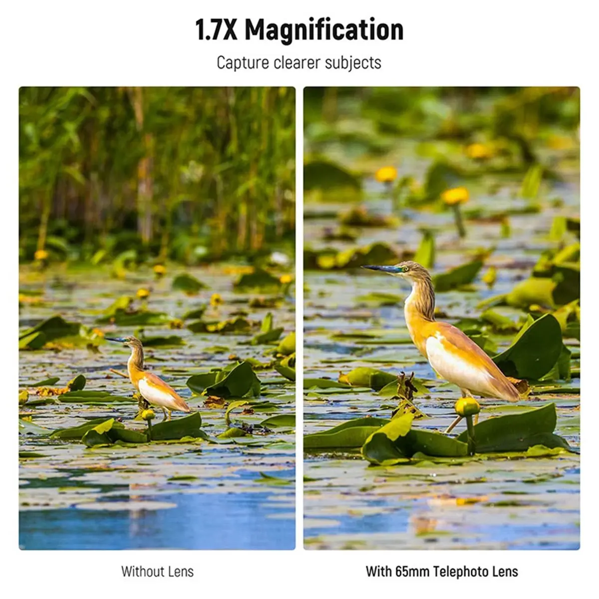 65mm HD Telephoto Phone Camera Lens 1.7X Zoom Lens Attachment for 17mm Thread Backplate for Clear Distant Photography