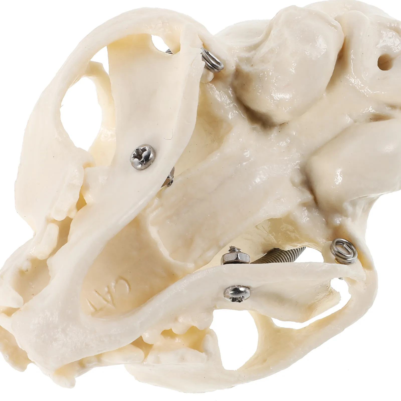 1pcs Cat Realistic Anatomical Skull Durable Educational Teaching Tool For Classroom Display Animal