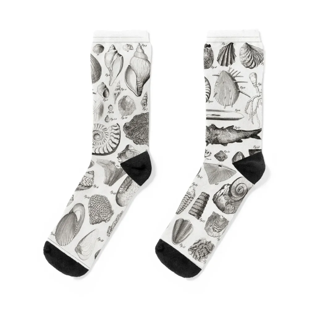 1857 Diagram Paleontology: Fossils Socks Antiskid soccer custom sports Girl'S Socks Men's