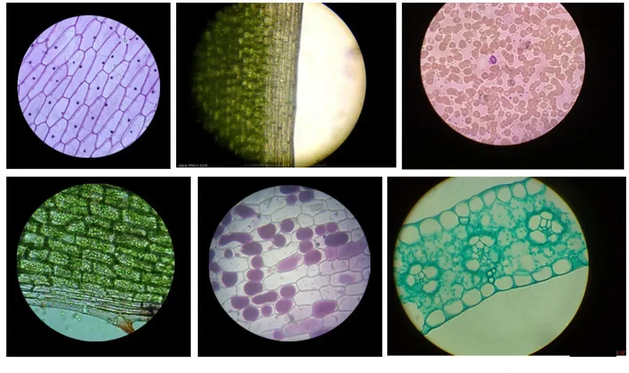 [Funny] biology Educational Insights microscopio fai da te 1200X bambino impara a crescere giocattolo studente esperimento scientifico insegnamento prop toy