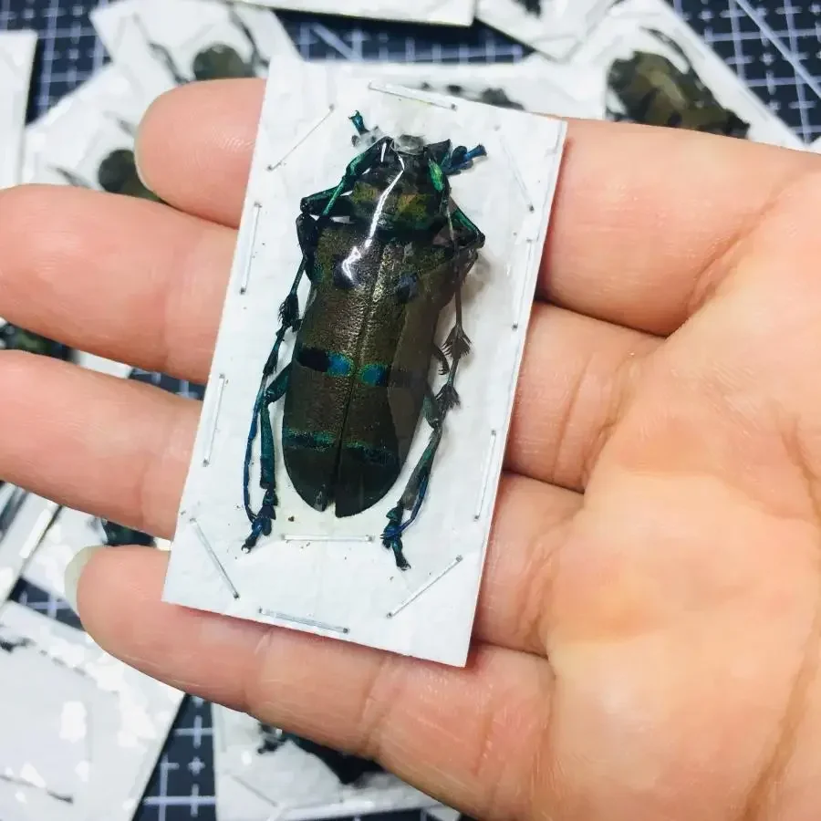 Golofa Spatha Paphid de poche verticale spartiate, 2 pièces, spécimen d'insecte réel, décoration de maison