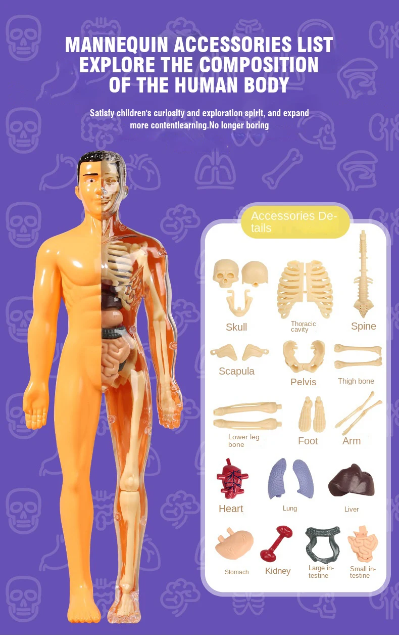 Corpo umano Torso Modello Anatomia umana Scheletro Organo Scienza Strumento di apprendimento cognitivo Assemblaggio Struttura scheletro Giocattolo educativo