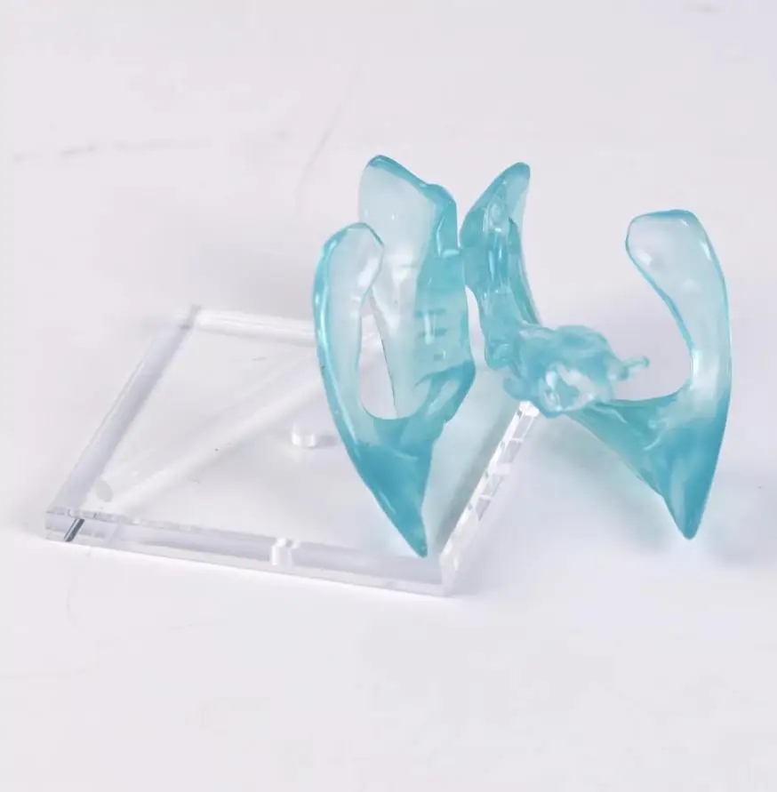 نموذج تهوية شفاف للعلوم الطبية مع قاعدة عرض هيكل تشريحي للدماغ للتدريس الطبي